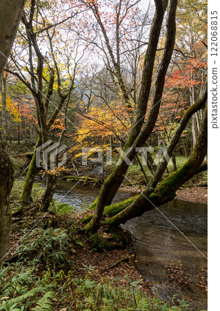 Nikko Autumn leaves Irohazaka 122068815