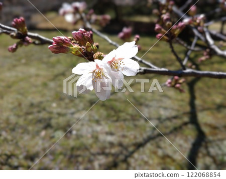 櫻花盛開 櫻花盛開 122068854