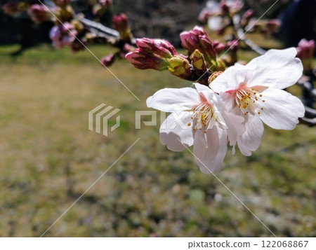 Cherry blossoms starting to bloom 122068867