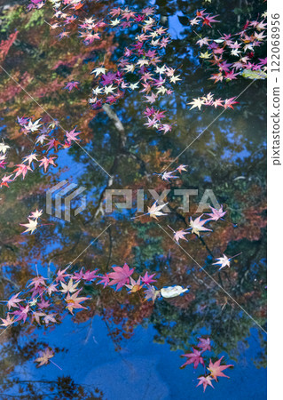 Tomiya Shrine in Autumn 122068956