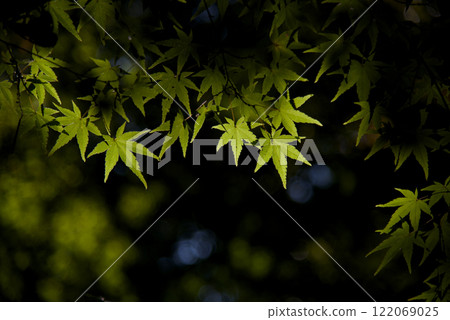 杉村公園的樹木 122069025