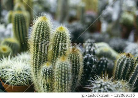 cacti of different shapes and sizes 122069130