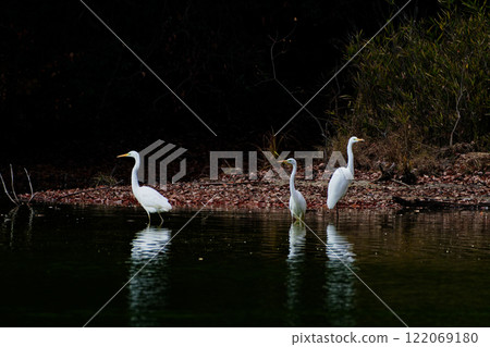 A flock of great egrets A flock of great egrets 122069180