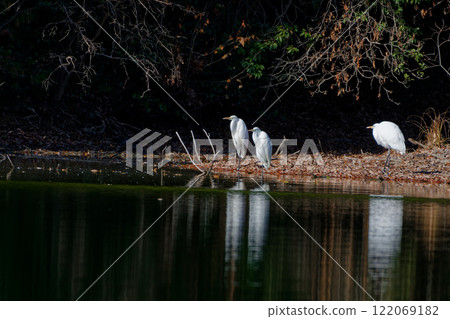 一群大白鷺 122069182