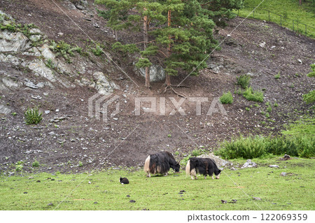 Yaks grazing on a green mountain slope with rocks and pine trees Yaks grazing on a green mountain slope with rocks and pine trees 122069359