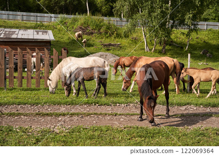 Herd of horses grazing in lush green pasture near wooden fence on sunny day Herd of horses grazing in lush green pasture near wooden fence on sunny day 122069364