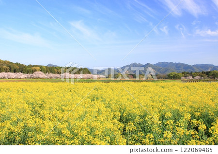Rape field and blue sky 122069485