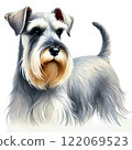 Full body miniature schnauzer 122069523
