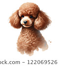 Brown toy poodle 122069526
