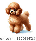 Full body toy poodle 122069528
