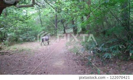 Antelope walking through the forest Antelope walking through the forest 122070421