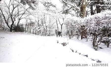 A Japanese serow I encountered in a snowy park A Japanese serow I encountered in a snowy park 122070591