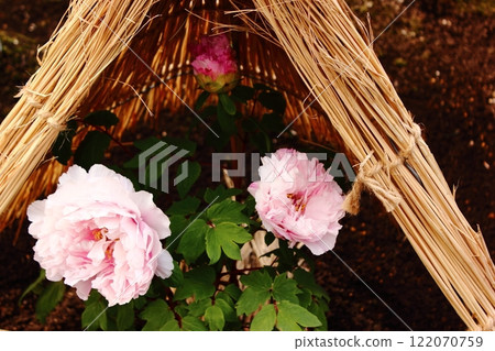 1月，上野東照宮牡丹園盛開的冬牡丹“春紅菊” 122070759