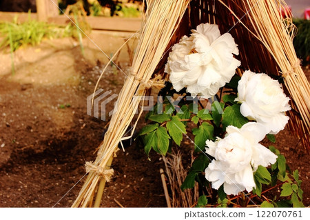 一月，上野東照宮牡丹園的冬牡丹「天意」綻放 122070761