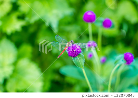 Colorful midsummer flowers and red dragonflies - Crayon globulus and summer madder - 122070843