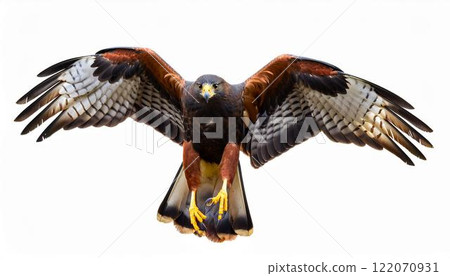 Harris Hawk 122070931