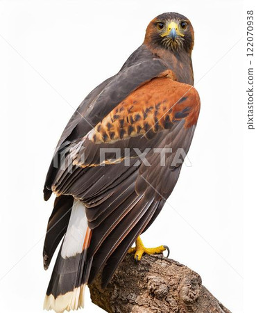 哈里斯霍克 122070938