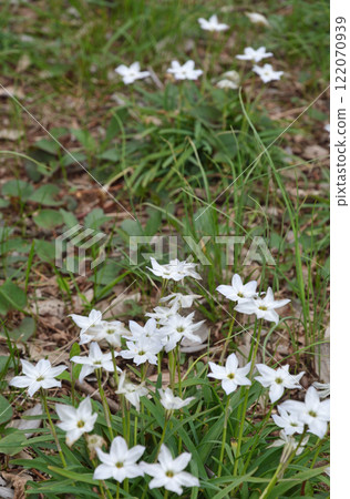 水俁田間植物、韭菜、百合科 水俁田間植物、韭菜、百合科 122070939