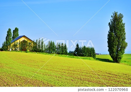 Ken and Mary's Tree, a scenic spot in Biei, Hokkaido 122070968