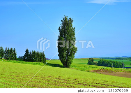 Ken and Mary's Tree, a scenic spot in Biei, Hokkaido 122070969