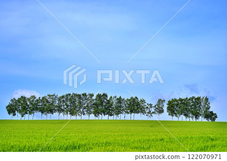 Summer in Biei, Hokkaido 122070971