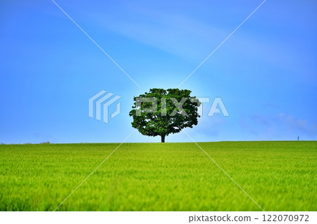 Seven Star Tree, a scenic spot in Biei, Hokkaido Seven Star Tree, a scenic spot in Biei, Hokkaido 122070972
