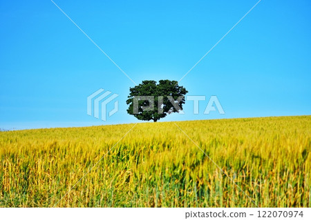 Scenic spot in Biei, Hokkaido: Wheat fields and Seven Star trees 122070974