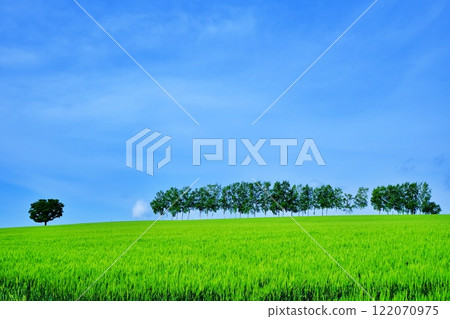 A scenic spot in Biei, Hokkaido in summer: Seven Star Trees and Birch Tree Line 122070975