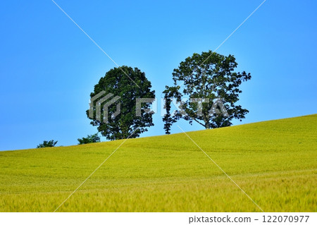 北海道美瑛景點：親子樹 122070977