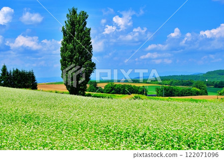 Ken and Mary's Tree, a scenic spot in Biei, Hokkaido 122071096