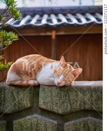 可愛的貓咪睡在住宅區的牆上 可愛的貓咪睡在住宅區的牆上 122071117
