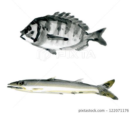 Black porgy, barracuda 122071176
