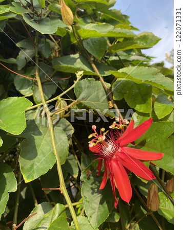 Passiflora caerulea, Scarlet passion flower in garden Passiflora caerulea, Scarlet passion flower in garden 122071331