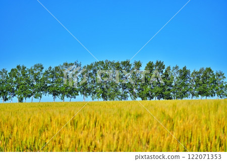 美瑛山，北海道，麥田和白樺樹 122071353