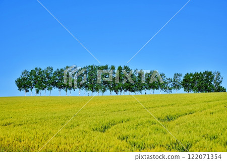 Hills of Biei, Hokkaido: Wheat fields and rows of white birch trees Hills of Biei, Hokkaido: Wheat fields and rows of white birch trees 122071354