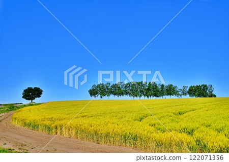 A scenic spot in Biei, Hokkaido: Seven Star Trees and Birch Tree Line 122071356