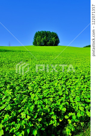 夏季北海道美瑛町的名勝溫和七樹 夏季北海道美瑛町的名勝溫和七樹 122071357