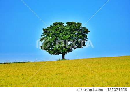Seven Star Tree, a scenic spot in Biei, Hokkaido Seven Star Tree, a scenic spot in Biei, Hokkaido 122071358