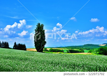 北海道美瑛町的風景名勝肯與瑪麗樹 122071702