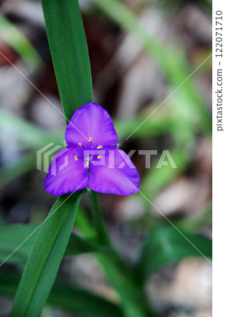 Yu Murasaki Yukusa Yu Murasaki Yukusa 122071710