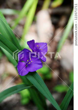 Yu Murasaki Yukusa Yu Murasaki Yukusa 122071711