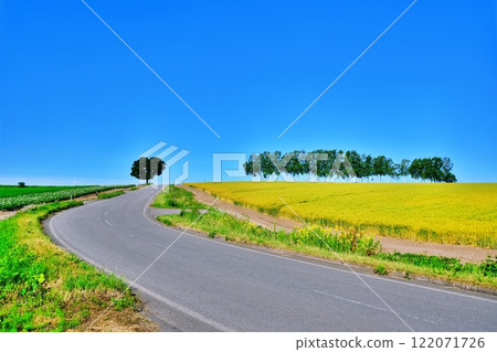 北海道美瑛町風景區：七星樹與白樺樹 122071726