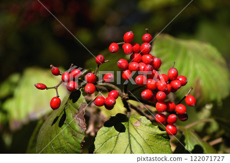 Viburnum berries in winter Viburnum berries in winter 122071727