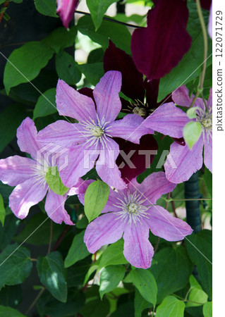 Clematis 122071729