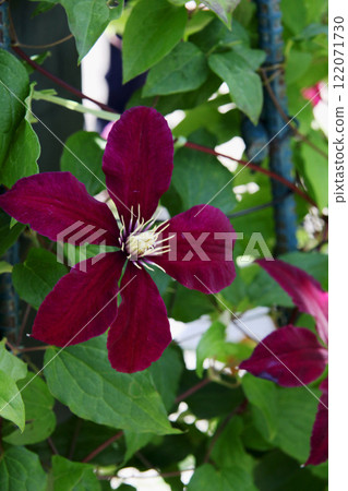 Clematis Clematis 122071730