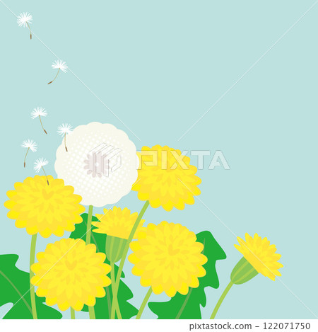 Vector illustration of a dandelion scattering fluff 122071750