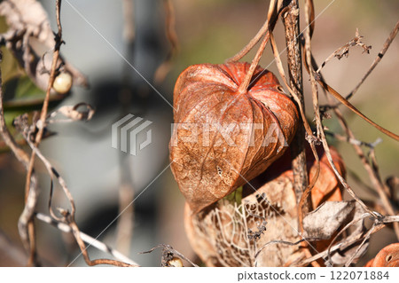 枯萎的酸漿 122071884