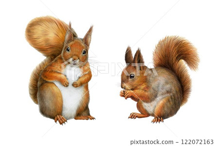 Red squirrel vintage style hand drawn illustration set. Forest wildlife animal. Cute fluffy red squirrel couple detailed realistic front and side view image. Woodland small rodent on white background Red squirrel vintage style hand drawn illustration set. Forest wildlife animal. Cute fluffy red squirrel couple detailed realistic front and side view image. Woodland small rodent on white background 122072163