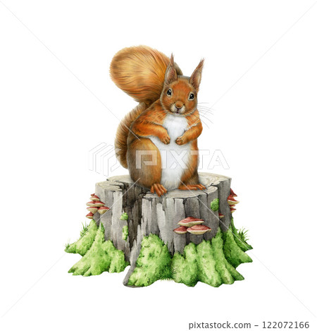 Red squirrel on a tree stump hand drawn illustration. Forest wildlife small animal. Cute fluffy red squirrel sitting on a mossy tree stump vintage style realistic front view image on white background Red squirrel on a tree stump hand drawn illustration. Forest wildlife small animal. Cute fluffy red squirrel sitting on a mossy tree stump vintage style realistic front view image on white background 122072166