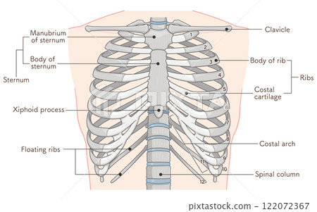 Illustration of the chest and ribs 122072367